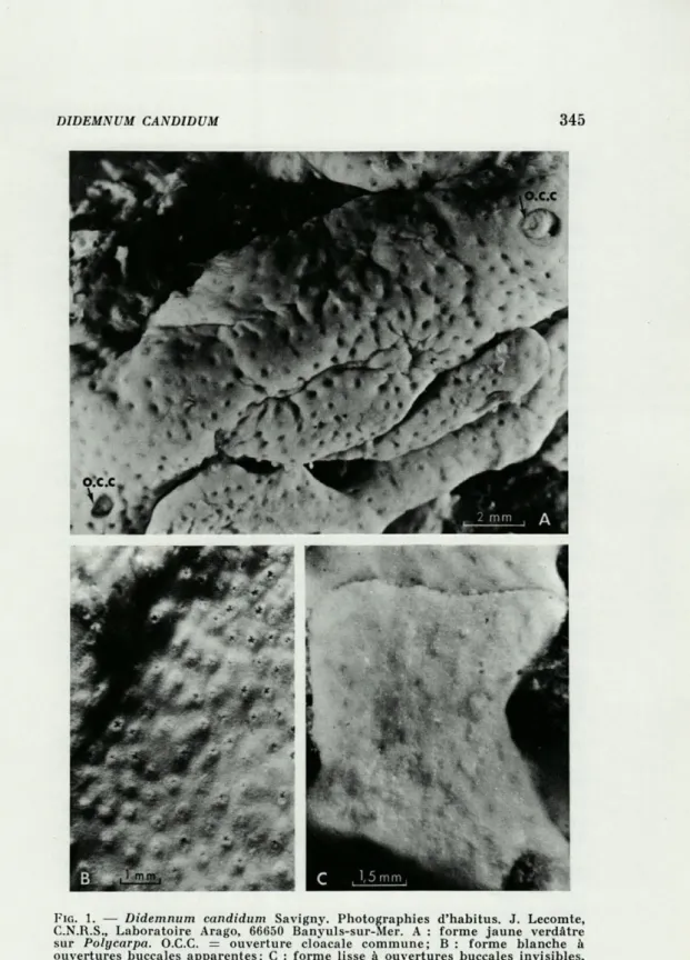 FIG.   1.  —  Didemnum  candidum  Savigny.  Photographies  d'habitus.  J.  Lecomte,  C.N.R.S.,  Laboratoire  Arag'o,  66650  Banyu]s-sur-Mer