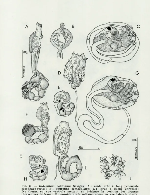 FIG.   3.  —  Didemnum  candidum  Savigny.  A  :  zoïde  mùr  à  long  pédoncule  oesophago-rectal  ;  B  :  couronne  tentaculaire;  C  :  larve  à  queue  enroulée; 