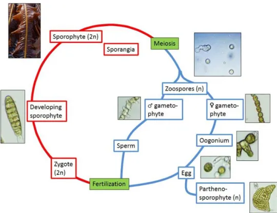 Fig. 2: Life cycle of Laminariales. Red: diploid phase, Blue: haploid phase (Bernard 2014)