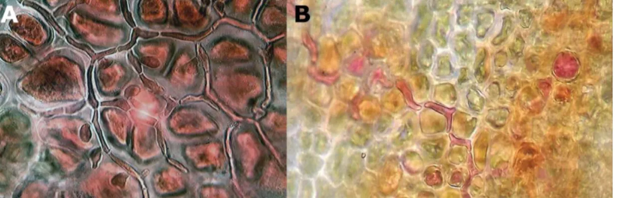 Fig. 5: A. Endophytic filaments of Colaconema endophyticum in Membranoptera dimorpha (source: Selivanova 