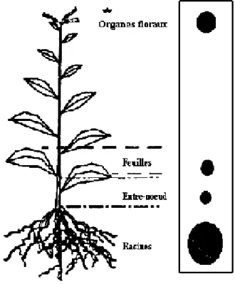 Figure 2 : Répartition des chitinases dans les plantes (Neale et al., 1990). 