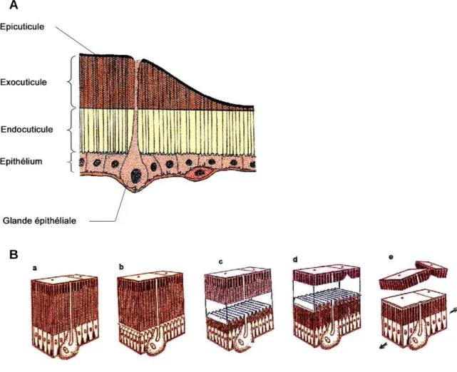 Figure 3 : Structure de la cuticule (A) et processus de mue (B). 