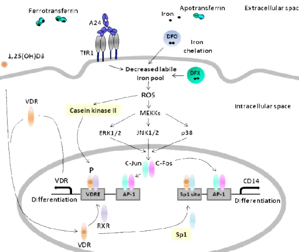 Figure 24 : Voies de signalisation impliquées dans la différentiation induite par la privation en fer  en association avec la vitamine D (effets à court terme)