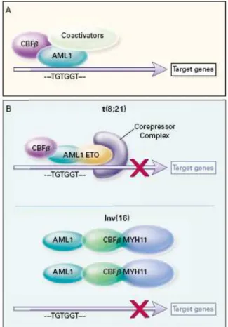Figure  6 :  Le  complexe  transcriptionnel  CBFb-AML1.  (A)  Dans  les  cellules  normales,  le  complexe  CBFb-AML1  se  lie  à  l’ADN  sur  la  séquence  TGTGGT  et  active  la  transcription  des  gènes  cibles  en  recrutant  des  coactivateurs