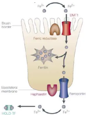 Figure  14 :  Transport  du  fer  dans  le  entérocytes  du  duodénum  (N.C.  Andrews,  Nature  reviews  Genetics 2000)