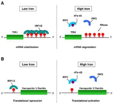 Figure 15 : Le système de régulation IRE/IRP (D.R. Richardson  et al. Biochimica et Biophysica Acta  2009)