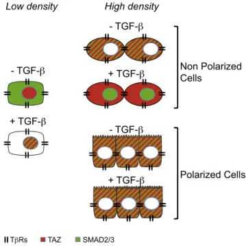 Figure 7. Schematic Summary of TAZ and SMAD3 Nucleo-Cyto- Nucleo-Cyto-plasmic Shuttling in Response to Cell Density or TGF- b Stimulation in Non-Polarized or Polarized Cells at Low or High Density At low density (LD), TAZ (red) is nuclear and SMAD3 (green)