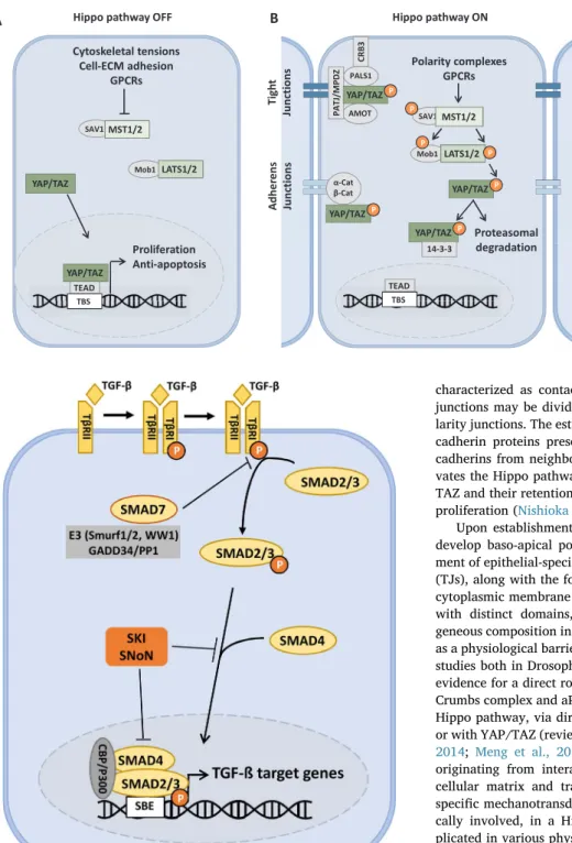 Fig. 2. TGF-ß canonical signaling pathway. TGF-ß ligand binds to the type II TGF-ß re- re-ceptor which recruits and activates through phosphorylation the type I rere-ceptor (TßRI).