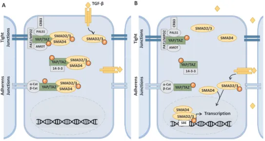 Fig. 3. Models for Hippo and TGF-ß signaling in- in-tegration in polarized epithelial cells