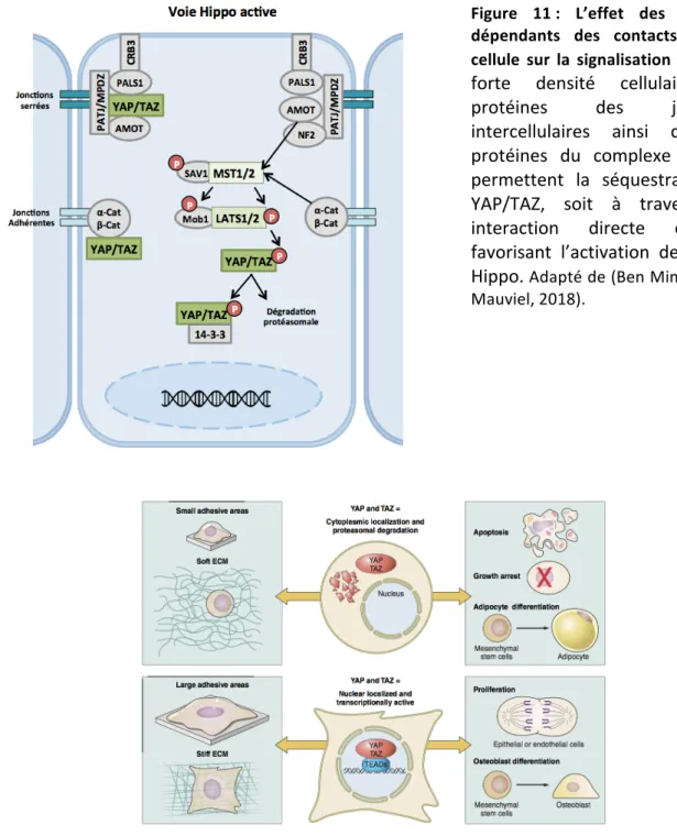 Figure 12 : Les différents signaux mécaniques liés à la matrice extracellulaires et affectant l'activité de  YAP/TAZ