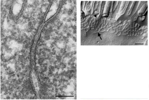 Figure  20  :  La  morphologie  des  jonctions  serrées.  A :  Observation  par  microscopie  électronique  d’une section illustrant les contacts entre les TJs situées dans les membranes plasmiques de deux  cellules  adjacentes  (Barre=100  nm)