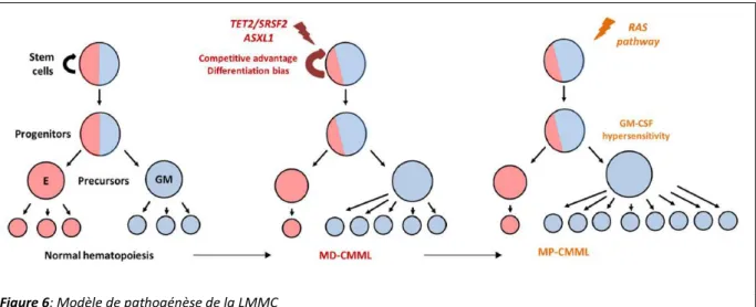 Figure 6: Modèle de pathogénèse de la LMMC  