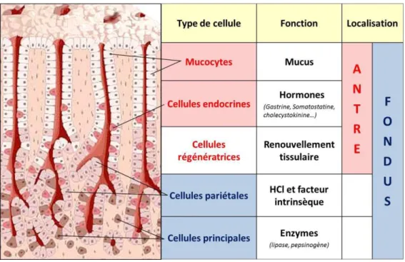 Figure 2.   Composition cellulaire de l’épithélium gastrique