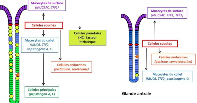 Figure 4.  Représentation schématique de la génération des différents types  cellulaires à partir des cellules souches dans les glandes gastriques antrale et 