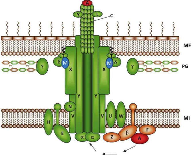 Figure 10.  Assemblage et modèle d’interaction du système de sécrétion de type  IV de H