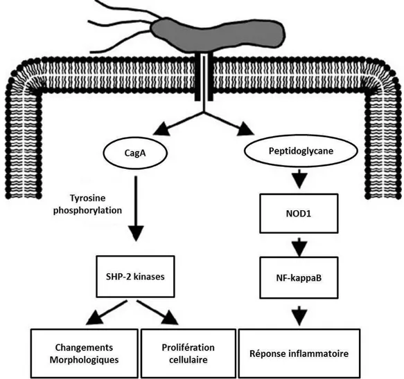 Figure 11.  Représentation schématique du rôle du système de sécrétion de type  IV dans les changements morphologiques, la prolifération cellulaire et 