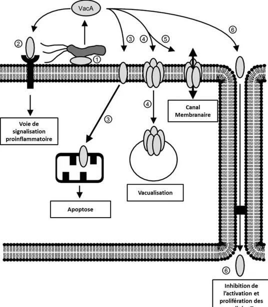 Figure 12.  Les d ifférentes actions cellulaires de VacA au cours de l’infection  chronique par H