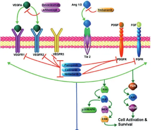 Figure 11  : Schéma des composants de la voie angiogéniques et agents anti-angiogéniques  (http://www.targetedonc.com)