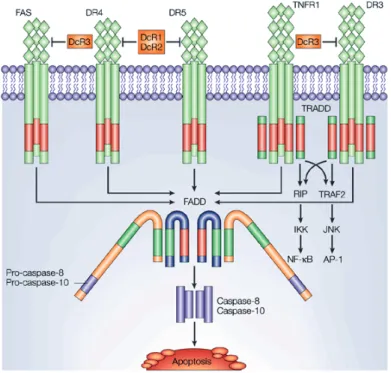 Figure 21 : Les différents récepteurs de mort et plateformes moléculaires de signalisation (Ashkenazi, 2002)