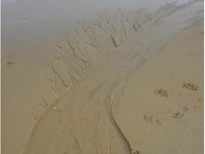 Figure 2 : branching pattern on the sand at low tide. 