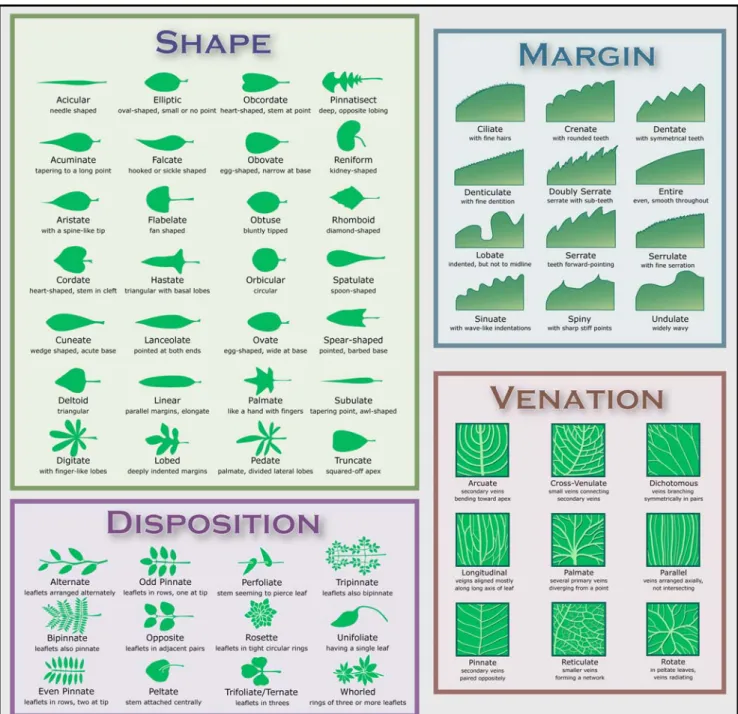 Figure 1 : Leaf shape, margin, disposition and venation. (From http://en.wikipedia.org/wiki/Leaf)  