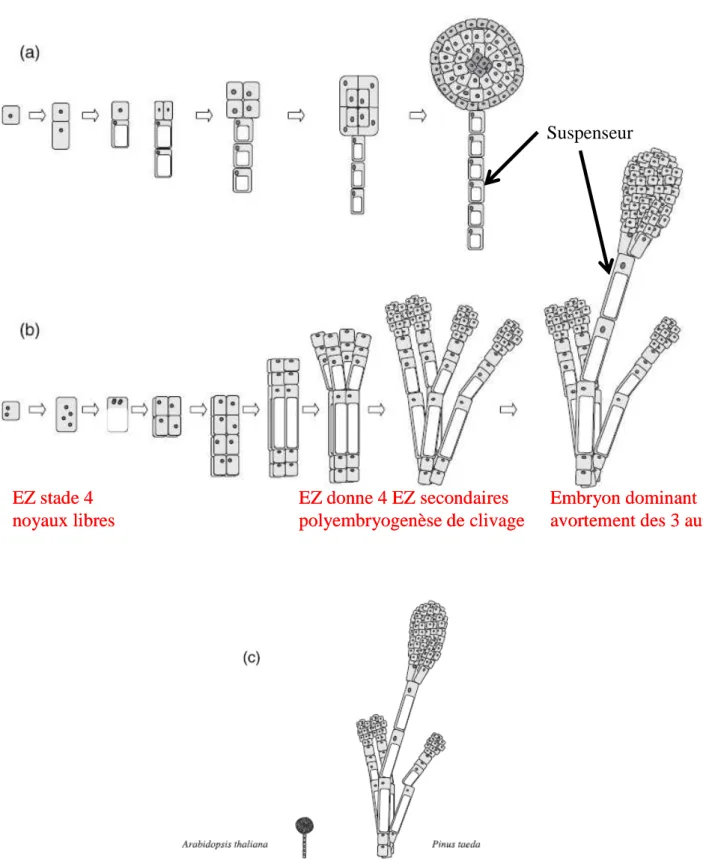 Figure I.6. Représentation schématique des événements précoces de l'embryogenèse chez (a)  Arabidopsis  thaliana   et  (b)  Pinus  taeda 