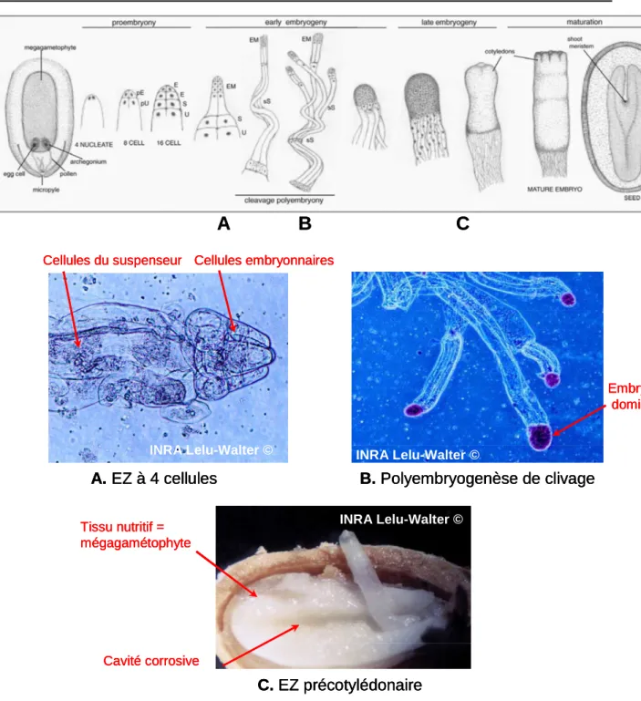 Figure  I.7.  Représentation  schématique  du  développement  de  l’embryon  zygotique  chez  les  conifères  du  genre  pinus  (von  Arnold  et  al.,  2002)