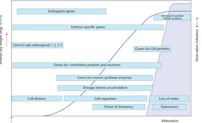 Figure  I.8.  Résumé  des  évènements  biochimiques  et  moléculaires  survenant  lors  du  développement de la graine chez les angiospermes (Bewley et al., 2013)