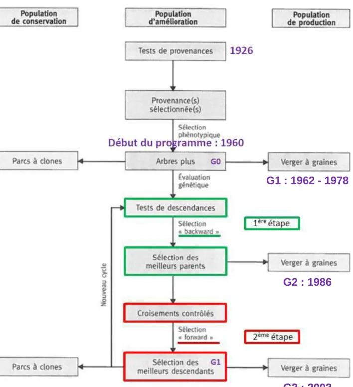 Figure  I.11.  Représentation  schématique  du  programme  d’amélioration  du  pin  maritime  (Bouffier et al., 2009)