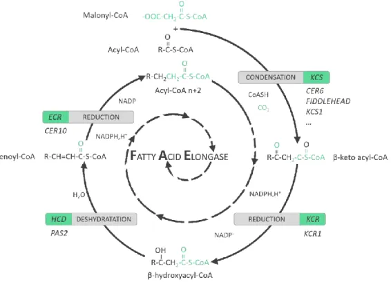 Figure 1.6. Le complexe d’élongation des acides gras (FAE) (adapté de Bernard and Joubès, 2013)  Le complexe d’élongation des acides  gras catalyse la synthèse  des VLCFA  par des cycles  répétés qui  ajoutent deux carbones  à la chaîne acyl initiale