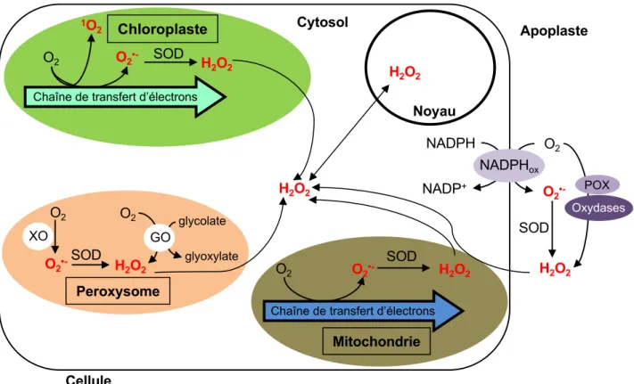 Figure 5 : Principaux sites de production de ROS notamment d’H 2 O 2 dans les cellules photosynthétiques.