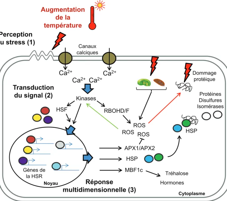 Figure 8 : La perception, la transduction du signal et la réponse au stress thermique.