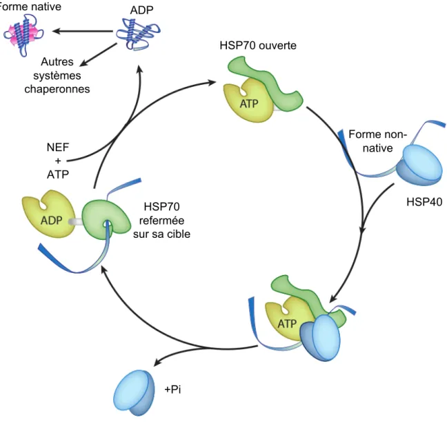 Figure 10 : Activité foldase : exemple du cycle de réaction ATP-dépendant de l’HSP70.