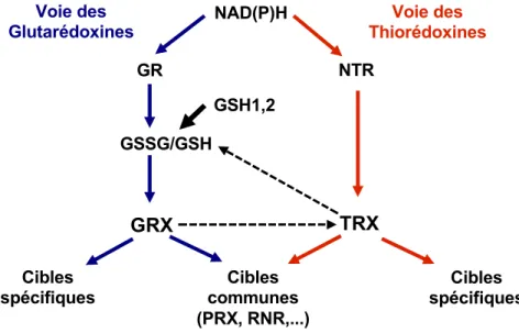 Figure 17 : La réduction des TRX et des GRX dans le cytosol.