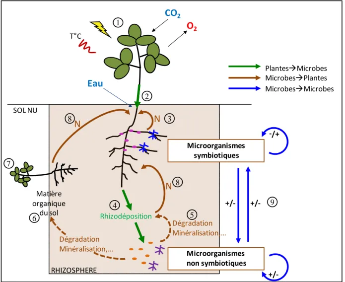 Figure  0.4  Représentation  schématique  des  interactions  mutualistes  entre  la  plante  (autotrophe) et les microorganismes (hétérotrophes) et entre les microorganismes eux-mêmes  au sein de la rhizosphère