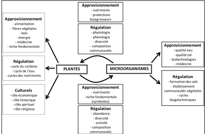 Figure 0.6 Services écosystémiques rendus par les plantes, les microorganismes telluriques et  leurs  interactions