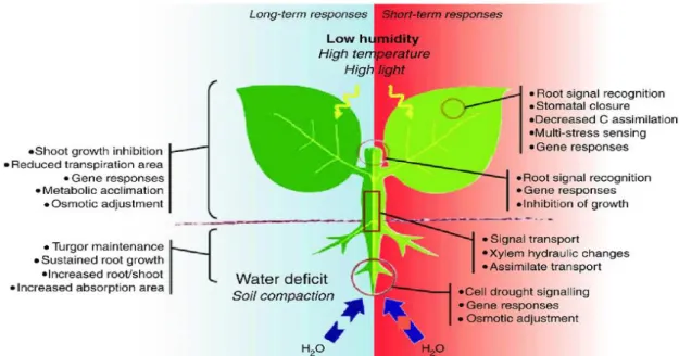 Figure  I-3. Réponses au déficit hydrique du sol sur les différentes fonctions de la plante