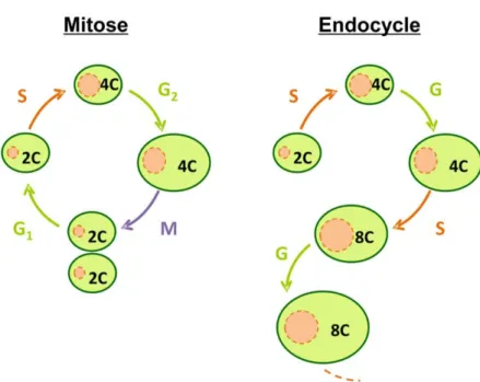 Figure  I-5.  L’endocycle  est  une  modification  du  cycle  mitotique  qui  résulte  en  une  augmentation  du  niveau  de  ploïdie  de  la  cellule
