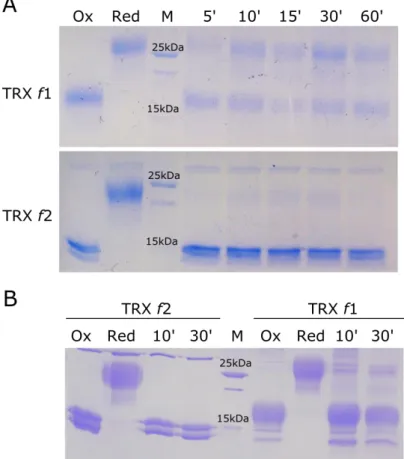 Figure  20|  Reduction  assay  of  Pp TRX  f 1  and  Pp TRX  f 2  by  FTR  (A)  and  NTRC  (B)