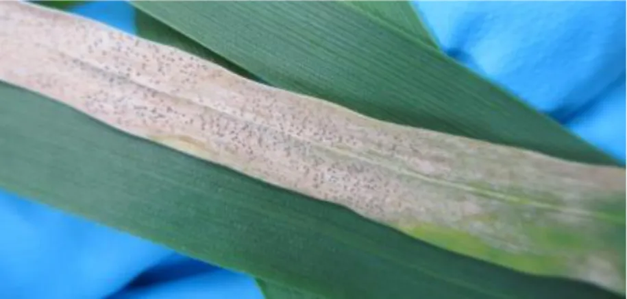 Figure 2. Symptômes de Zymoseptoria tritici sur feuille de blé caractérisés par des tâches nécrotiques  portant les pycnides (Source : personnelle)