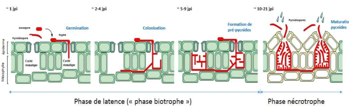 Figure 4. Représentation schématique des différents stades de l’infection des feuilles de blé par Z