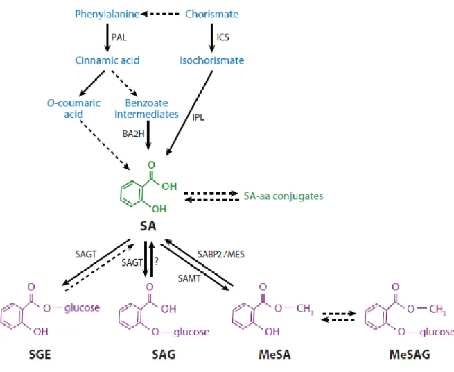 Figure  5.  Schématisation  simplifiée  des  voies  de  biosynthèse  de  l'acide  salicylique  (SA)  et  ses  métabolites  (Vlot  et  al.,  2009)