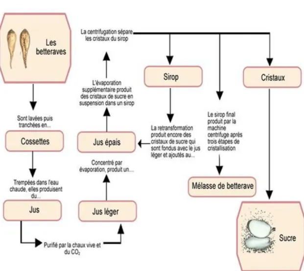 Figure  8.  Processus  de  transformation  de  la  betterave  sucrière  et  différents  sous-produits  obtenus  (Morrison, 2009)