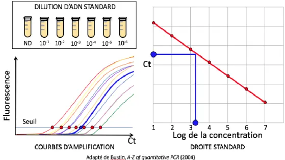 Figure 4 : Courbes d’amplification et courbe standard de qPCR 