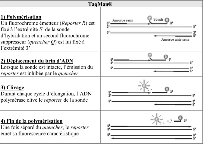 Figure 6 : Taq Man ® 