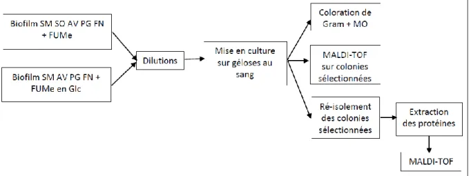 Figure 9 : Représentation schématique du Protocole N° 2 