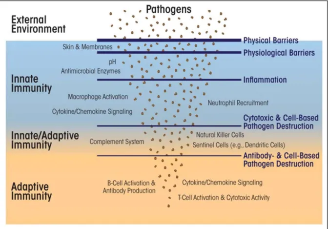 Figure 1: Overview of the immune system. 