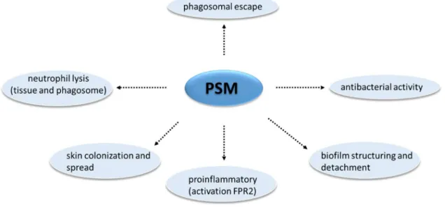Figure 3: Overview of phenol-soluble modulin activities in S. aureus.  