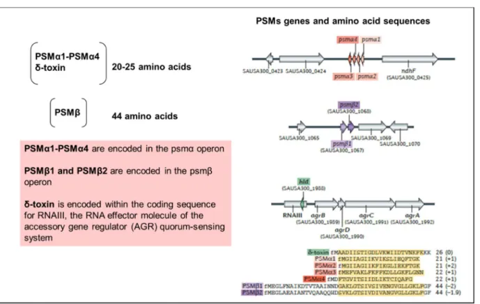Figure 4: Phenol-soluble modulins peptides (PSMs) define the virulence potential of S