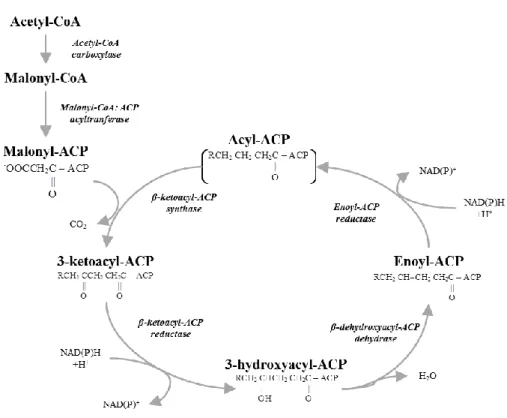 Figure I.3. Fatty acid synthesis (From Harwook 2010). 